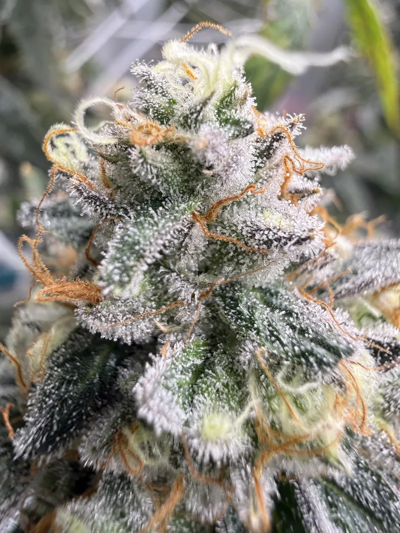 Gas Faced Fritter cola with orange pistils